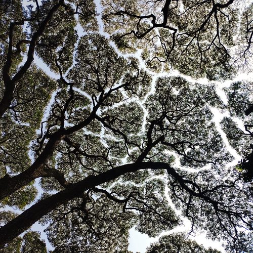 Tree canopy crown shyness