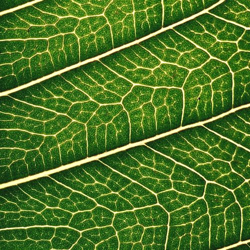 Leaf venation close-up