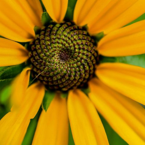 Rudbeckia flower spiral