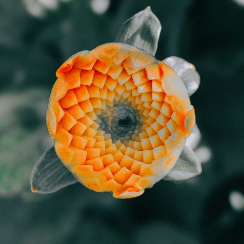 Fibonacci flower spiral