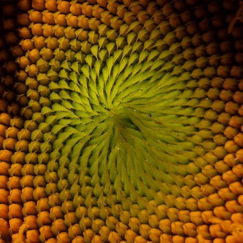 Sunflower center spiral