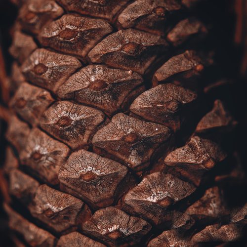 Pine cone scales