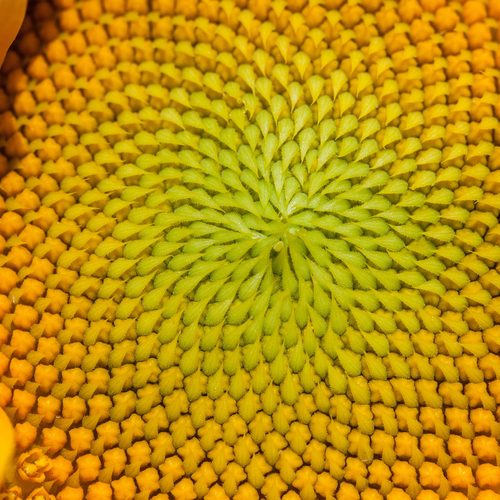 Golden sunflower disk
