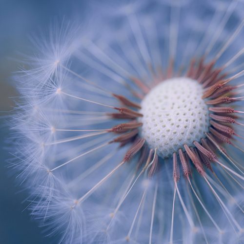 Dandelion seed head