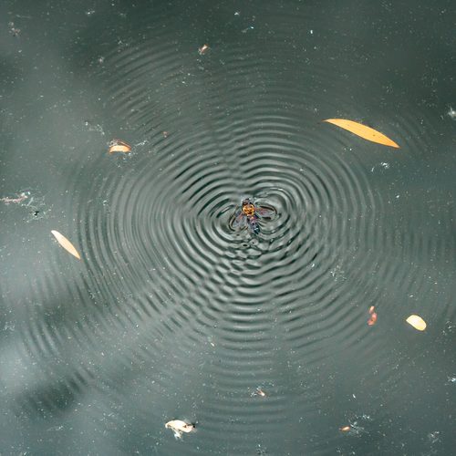 Insect on rippling water