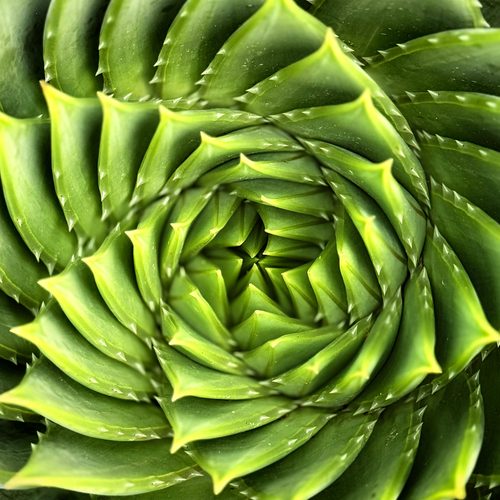 Spiral aloe succulent