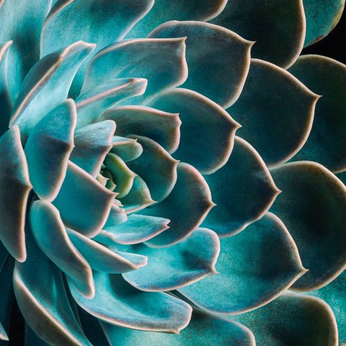 Teal echeveria layers