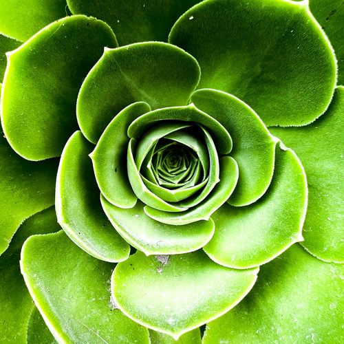 Green succulent rose