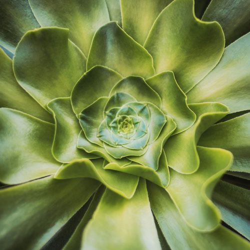 Aeonium rosette