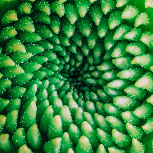 Green succulent spiral