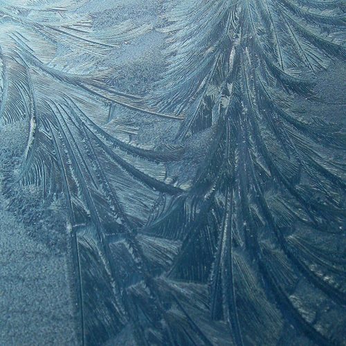 Frost fern crystals