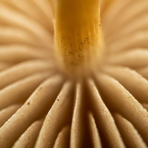 Mushroom gill radiance
