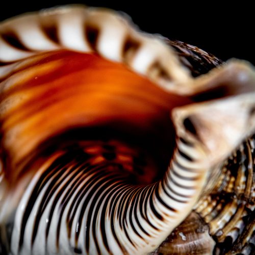 Conch shell interior