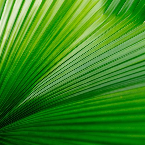 Palm leaf fan