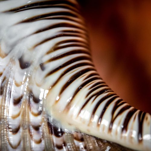 Striped shell surface