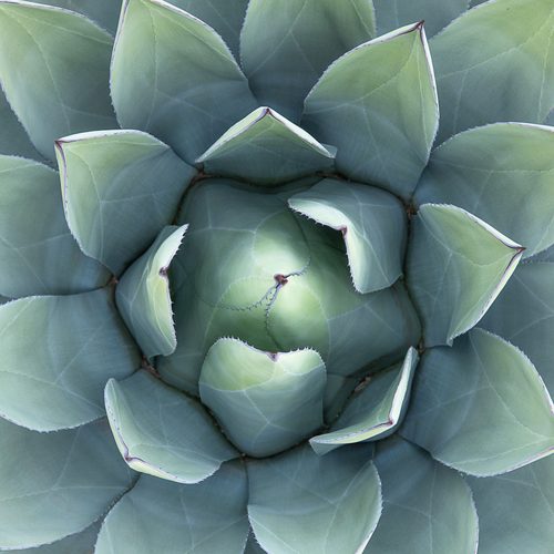 Agave rosette