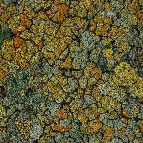 Aerial forest mosaic